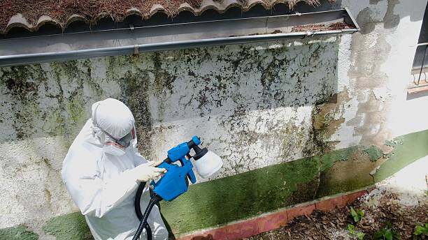 Top rated local Mold Remediation specialists in Damascus, OR